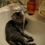 Quem Disse que Gato NÃ£o Gosta de Banho?