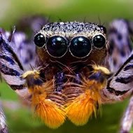 Aranhas em Imagens Impressionantes