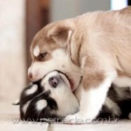 Como Prevenir Brigas entre Cães