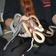 Alfândega na Alemanha Encontra 36 Cobras em Bagagem de Mão
