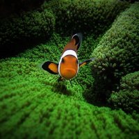 30 Exemplos Fantásticas de Fotografias Subaquáticas
