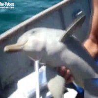 Pescadores Salvam Filhote de Golfinho Preso a uma Sacola