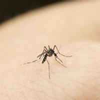 Cientistas Desvendam EstratÃ©gia de Mosquitos Para Picar Humanos