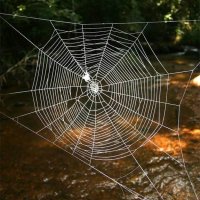 Descoberta Teia de Aranha Mais Resistente do Mundo