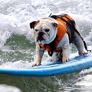 Cães Disputam Competição de Surfe na Califórnia