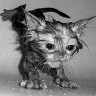 Fotos de Gatos Molhados