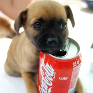 Saiba Por Que a Coca Cola, Cientificamente Te Faz Alegre.