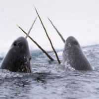 Groenlândia, a Terra dos Dias de 3 Horas e das Baleias que 'Engoliram Unicórnios'