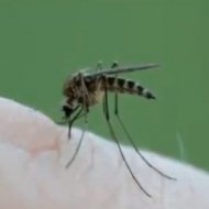 O que Acontece com um Mosquito Quando Ele Resolve lhe Picar