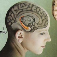 Exercício Físico Fortalece o Cérebro ao Reforçar o Hipocampo