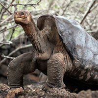 Espécie de Tartaruga de Galápagos Não Está Extinta