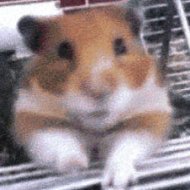 Um Hamster Assustador