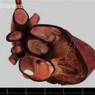Vídeo Mostra Um Coração Virtual Bastante Realista