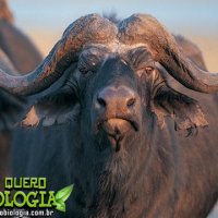 Búfalos: os Animais Mais Perigosos da África