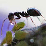 JÃ¡ Ouviu Falar das Â“Formigas PastorasÂ”?