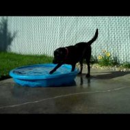 Cachorro se Divertindo com a Água