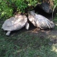 Momento Curioso Entre Tartarugas em Zoológico de Taiwan