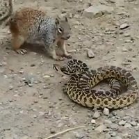 Cobra Venenosa x Esquilo Destemido
