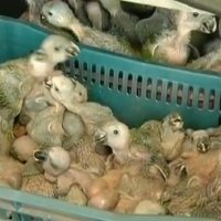 Homens São Presos Transportando 336 Filhotes de Papagaio