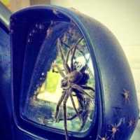 Tem uma Aranha no Meu Carro