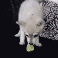 Cachorros Não Curtem Limão