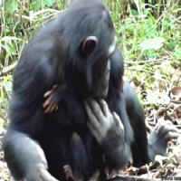 Cientistas Flagram ChimpanzÃ© Cuidando de Filhote Deficiente Pela 1Âª Vez