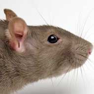 Saiba Quais SÃ£o as DoenÃ§as que Podem Ser Transmitidas pelos Ratos