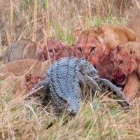 Crocodilo Disputa Carne com Grupo de Leões