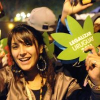 Uruguai Torna-se Primeiro Mercado Legal de Maconha no Mundo