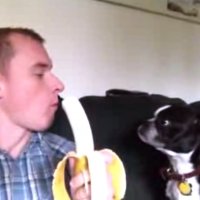 Esse Cachorro Adora Banana