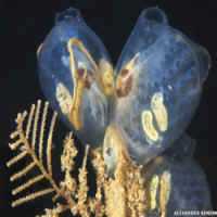 Fotógrafo Captura Formas de Vidas Frágeis e Surpreendentes no Fundo do Mar