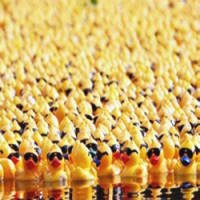 Patos de Borracha Invadem Rio na China