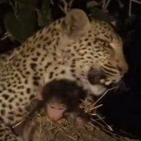 Leopardo Arrepende-se de Sua Caça Por Causa de Um Filhote