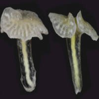 Cientistas Não Sabem Como Classificar Misterioso 'cogumelo' Marinho