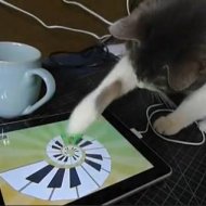 Games para seu Gato Jogar no iPad