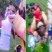 Imagem de Bombeiro Salvando Cão se Torna Viral no Mundo