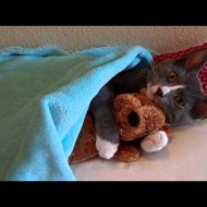 Gato Abraça Urso de Pelúcia