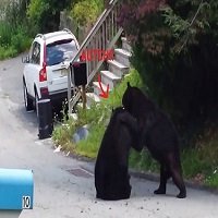 Dois Ursos a Lutar Numa Rua de Nova JÃ©rsia? Ahâ€¦nada de Novo Por Aqui