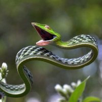 As 10 Cobras Mais Simpáticas do Mundo