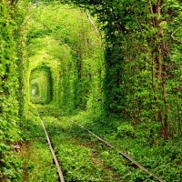 Incrível Túnel de Árvores em Klevan na Ucrânia