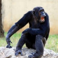 66 Gestos de ChimpazÃ©s SÃ£o Decifrados Por Cientistas
