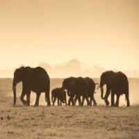 CaÃ§a Ilegal Mata 48% dos Elefantes em MoÃ§ambique