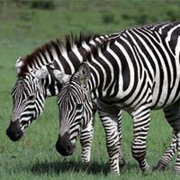 Para Que Servem as Listras das Zebras