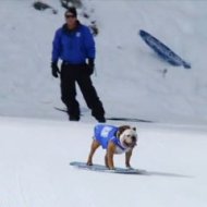 Snowboarding Bulldogs