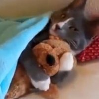 Alguns dos Melhores Vídeos Sobre Gatos