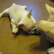 Cachorros Brincam com Besouro Gigante