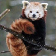 O Firefox da Vida Real é o Panda Vermelho
