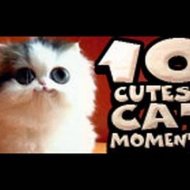 Os 10 Gatos Mais Fofos do Youtube