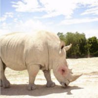 A Beleza Imponente e Ameaçada do Rinoceronte-branco