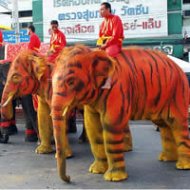 Elefantes SÃ£o Pintados como Tigres para ComemoraÃ§Ã£o do Ano Novo ChinÃªs